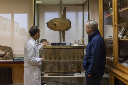 Museo de historia natural del IES Fray Luis de León en Salamanca.