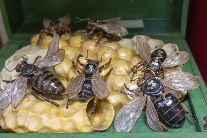 Museo de historia natural del IES Fray Luis de León en Salamanca.