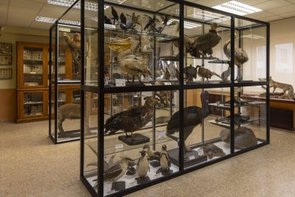 Museo de historia natural del IES Fray Luis de León en Salamanca.
