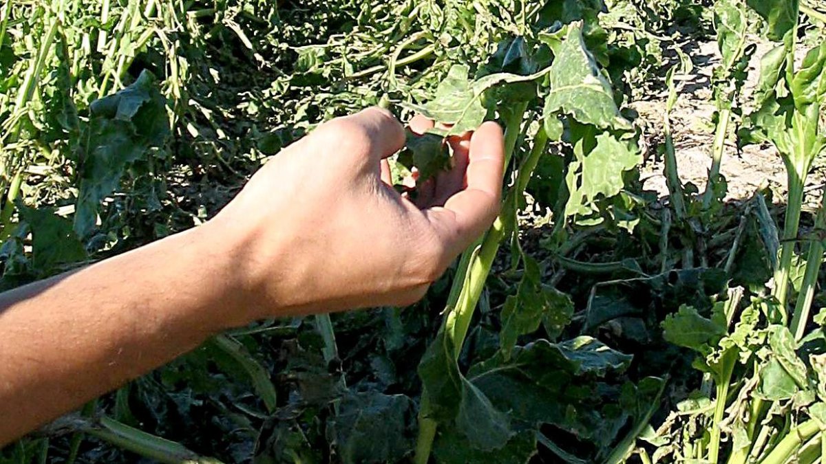 Efectos del pedrisco en un campo de cultivo de la localidad segoviana de Fuente el Olmo de Iscar.