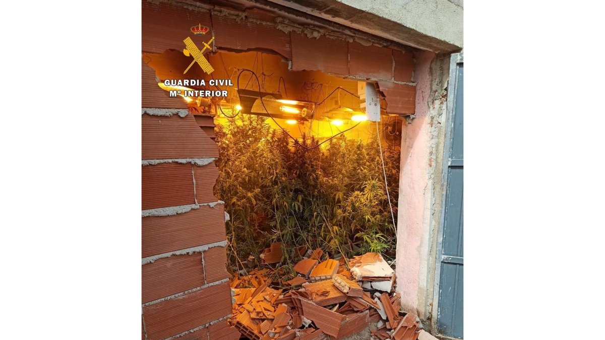 Plantación de marihuana indoor descubierta en Ciudad Rodrigo. - GUARDIA CIVIL DE CIUDAD RODRIGO.