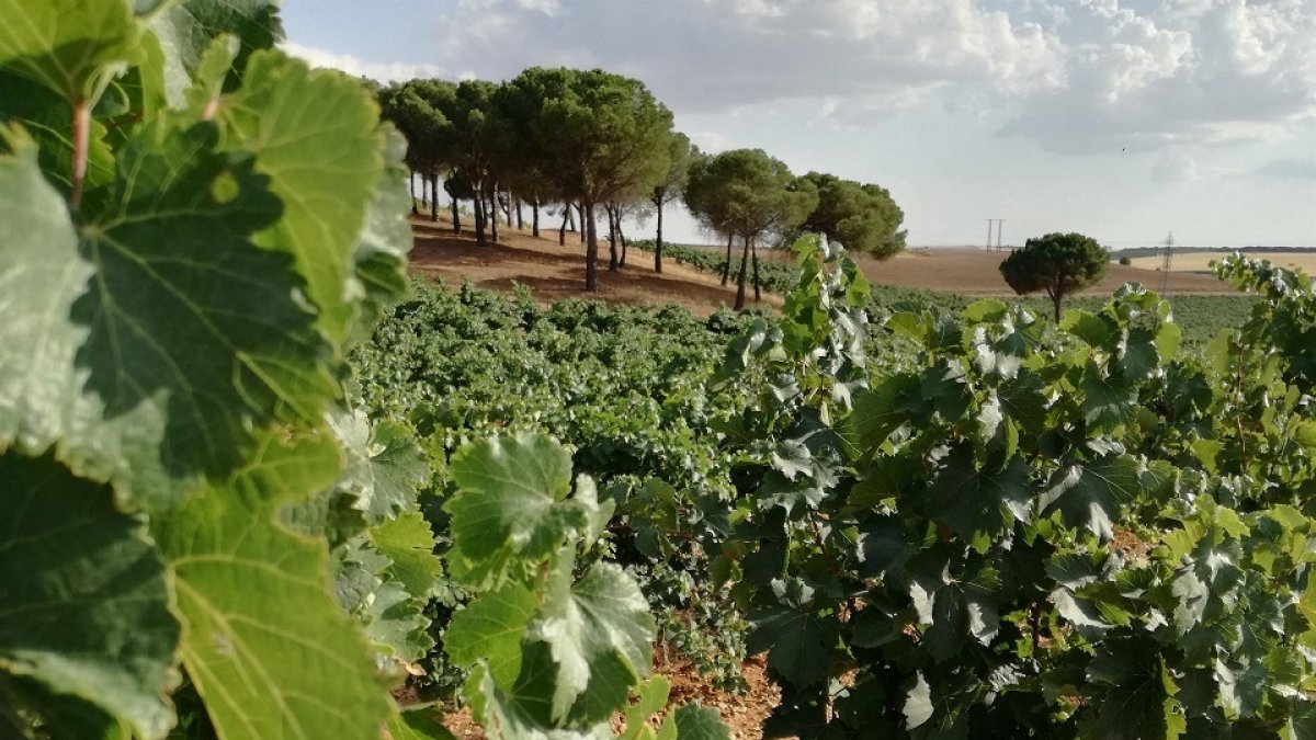 Viñedo de la Ruta del vino de Rueda, en Valladolid. EUROPA PRESS