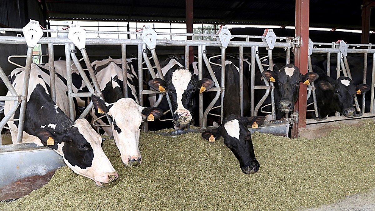 Vacas estabuladas se alimentan en una explotación lechera de la provincia de Palencia. El número de granjas ha disminuido más de un 6% en el último año en Castilla y León. - BRÁGIMO