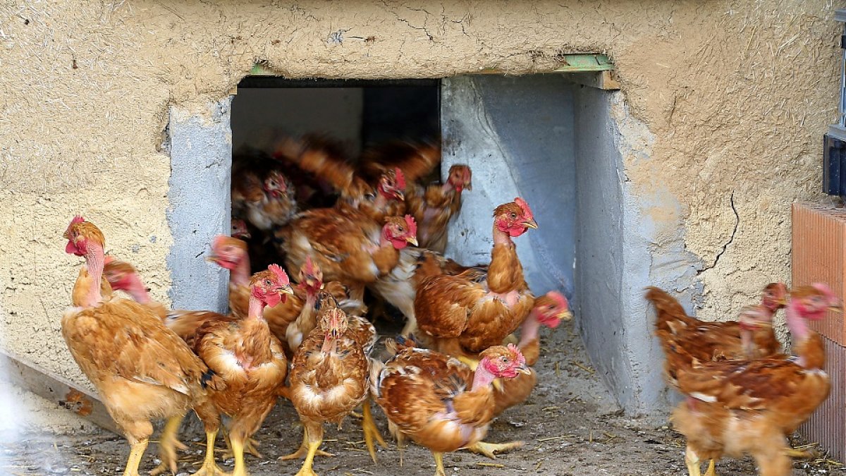 Pollos de corral salen a toda prisa de su gallinero en una granja en una imagen de archivo. E.M.