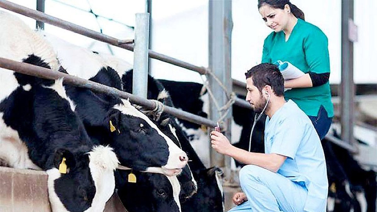 Un veterinario examina el estado sanitario del ganado en una granja de vacuno. / ocv