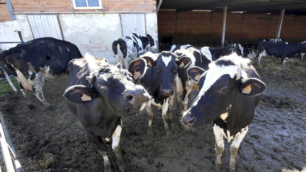 Tres vacas lecheras de una explotación de vacuno de la provincia de Palencia miran a la cámara. / ICAL