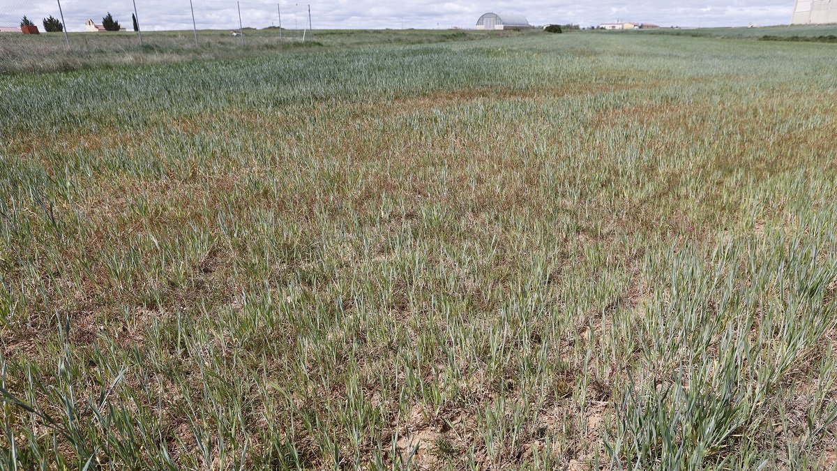 Fotos de campos de cultivo afectados por la sequía. - ICAL