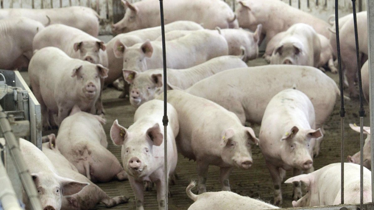 El 40% de las granjas de porcino se sitúan en Salamanca. | VALENTÍN GUISANDE
