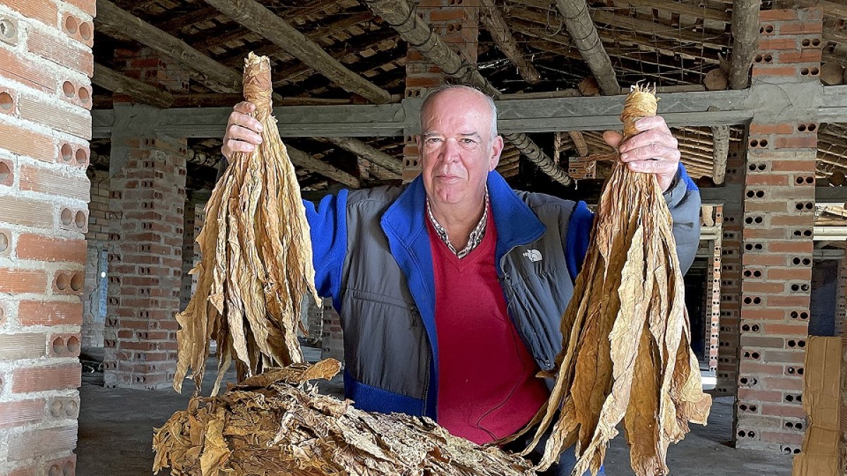 Félix Plaza, cultivador de tabaco, con las hojas secas de la plata listas para venderse, en su colgadero de Candeleda./ Argi Comunicación
