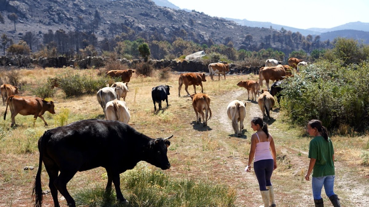 Daños en la ganadería de las zonas afectadas por el incendio de Navalacruz. - ICAL
