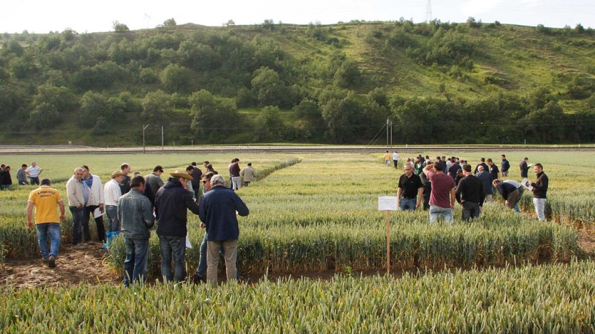 Un grupo de agricultores observa el estado de un campo de cereal.- GERARDO GONZÁLEZ