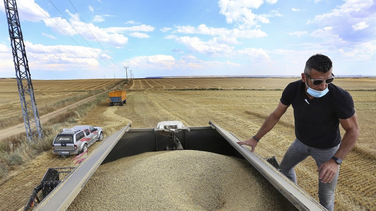El maquinista y dueño de cosechadora, Sergio Hoyos, comprueba la cebada recién recogida en la tolva de la máquina al inicio de una campaña que promete dar muy buenos resultados. / BRÁGIMO / ICAL