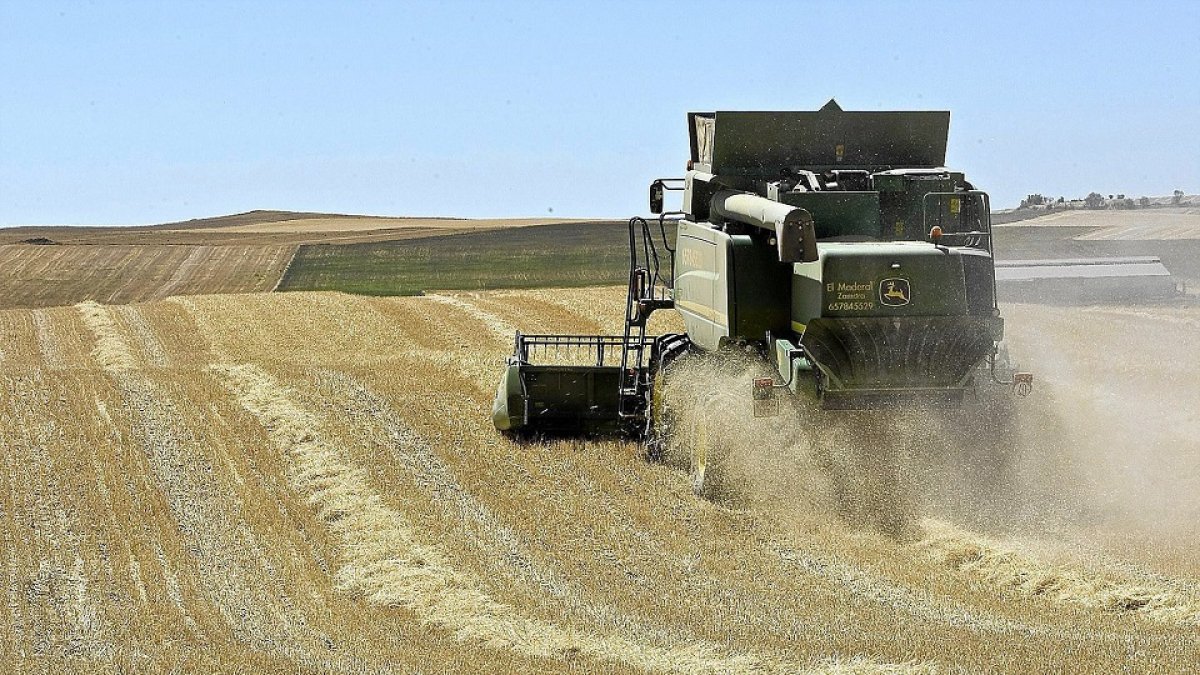 Una cosechadora recoge cereal en una explotación agrícola de la provincia de Zamora. / J. L. LEAL