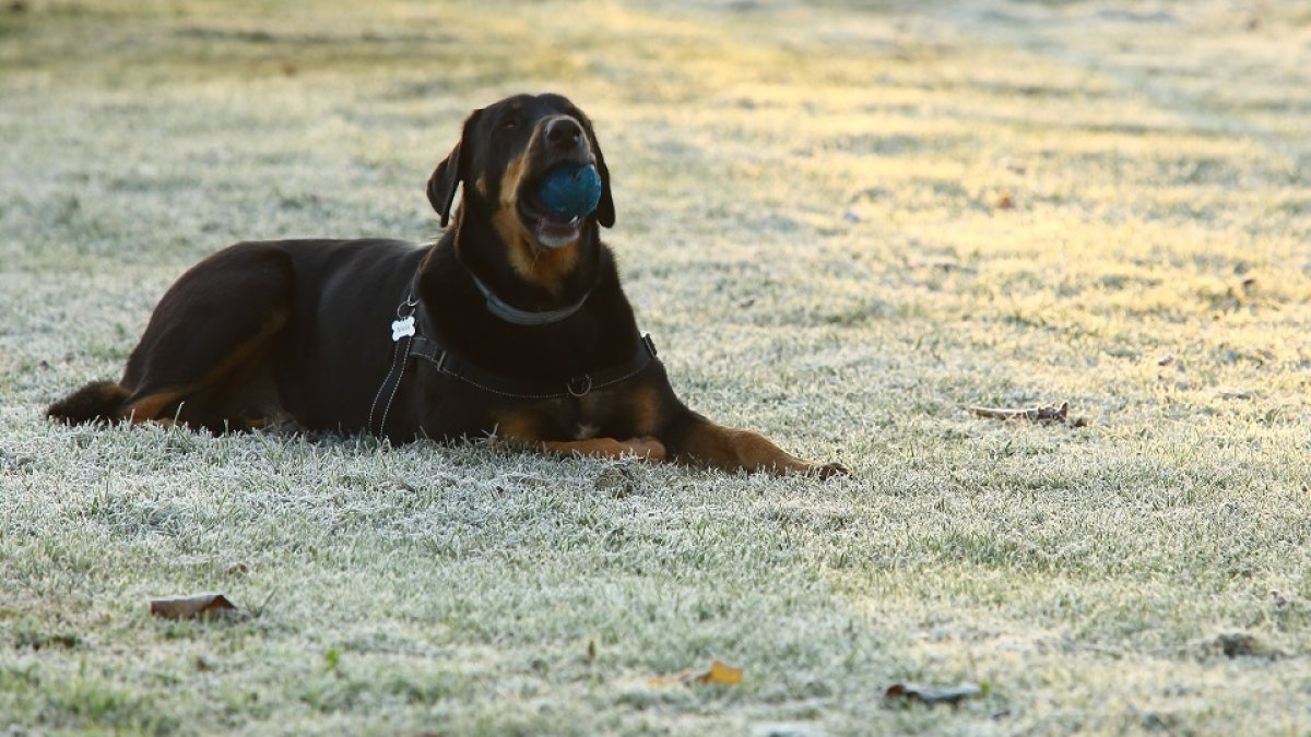Un perro juega en un campo de Ponferrada bajo la intensa helada caída surante la madrugada. - ICAL