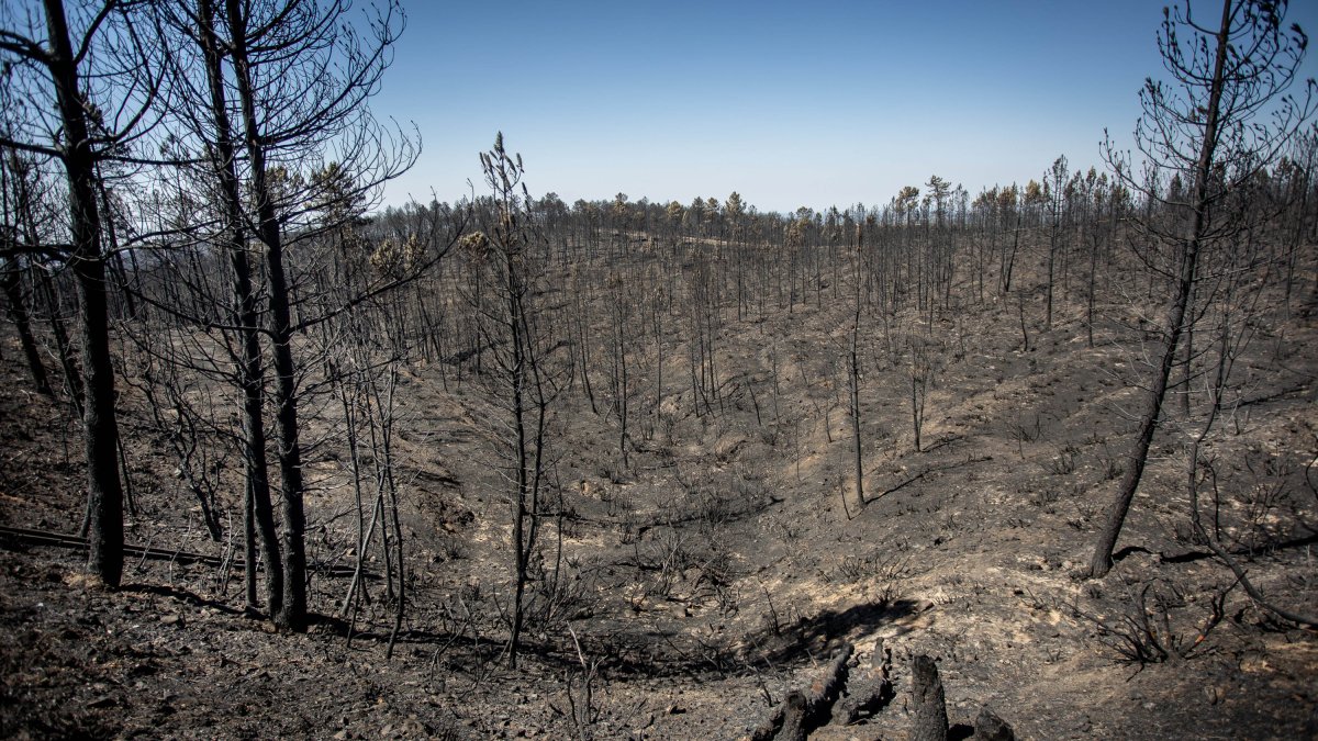 Zona arrasada del incendio de Monsagro, en Salamanca. Ical