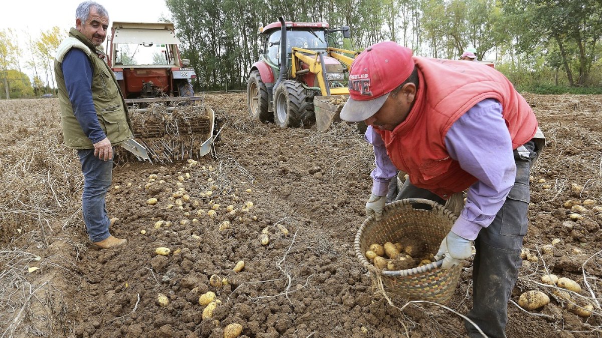 Cosecha de Patatas en Palencia El agricultor Luis Ángel Varón en su finca de patatas cercana a Ventosa de Pisuerga (Palencia)