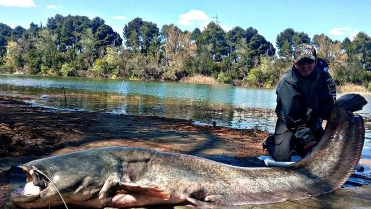Sergio Rodríguez junto al siluro pescado a orillas del Ebro. / A. MILLÁN