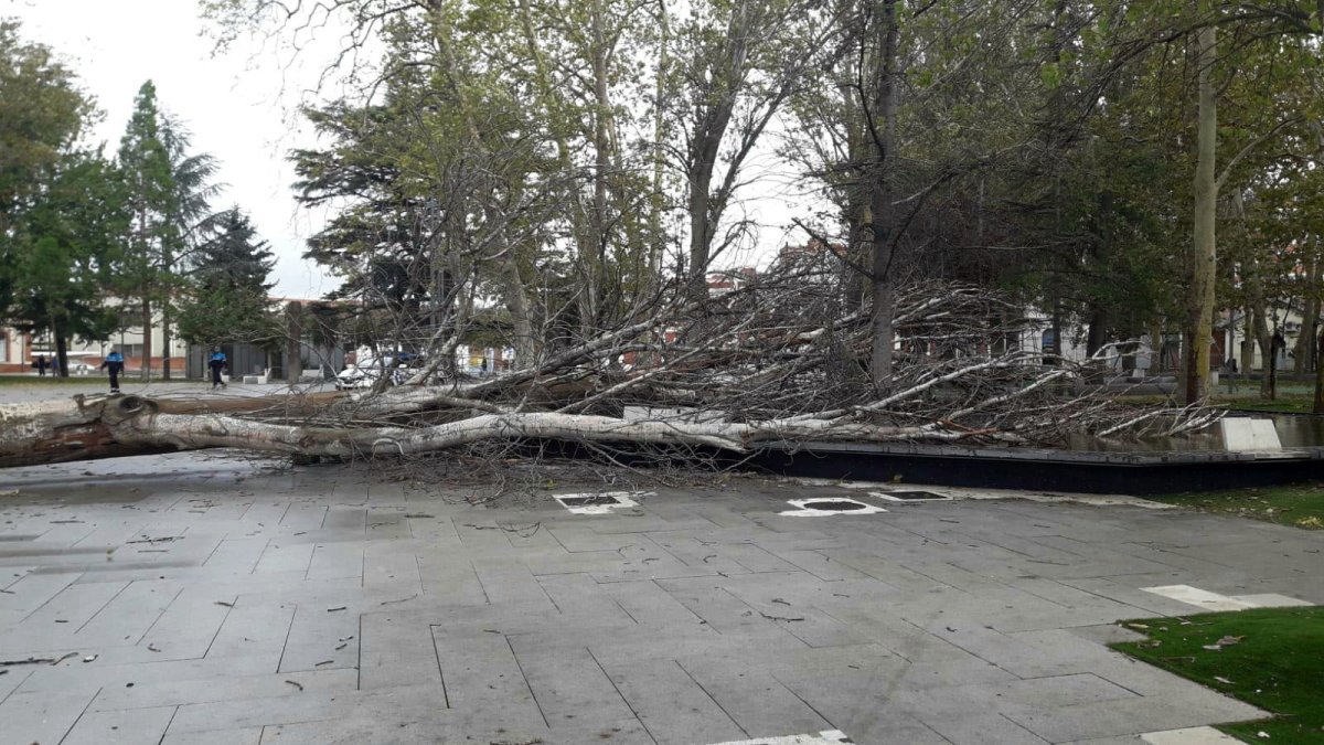 Caída de un árbol en el Parque de los Jardinillos de Palencia por las fuertes rachas de viento - ICAL