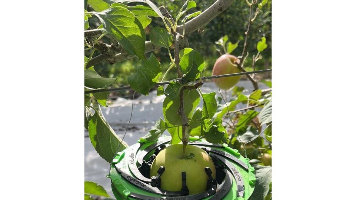 Sistema de calibrado de fruta de Agerpix en la finca de La Rasa de Nufri. -HDS