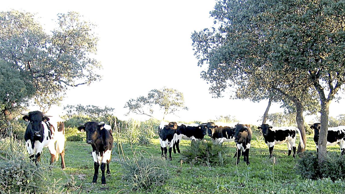 Un rebaño de vacas pasta en el monte en una explotación ganadera en régimen extensivo. mapa.- E.M