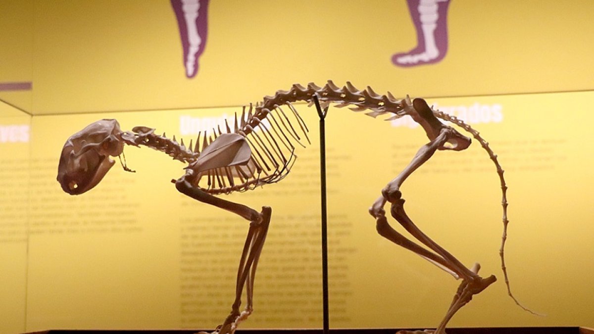 Exposición ‘Tenerse en pie. La postura erguida en la evolución humana’, en el Museo de la Evolución Humana. -ICAL