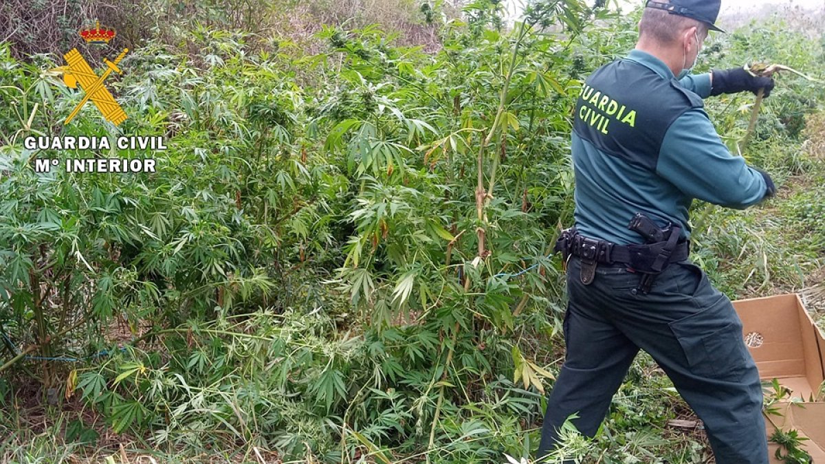 Plantación de marihuana descubierta por la Guardia Civil en un paraje de La Bureba, en la provincia de Burgos. - GUARDIA CIVIL DE BURGOS.