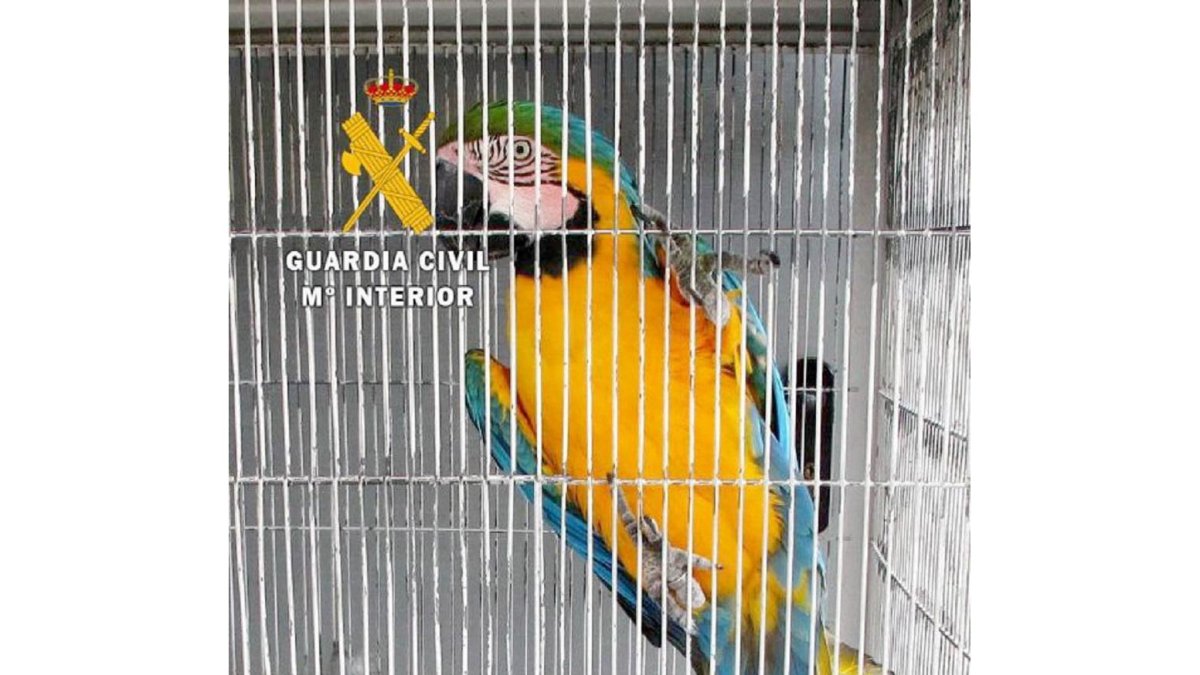 La Guardia Civil de Zamora investiga a dos personas que tenían varias aves protegidas sin su correspondiente documentación, en la imagen, un ejemplar de Guacamayo.- G.C. ZAMORA