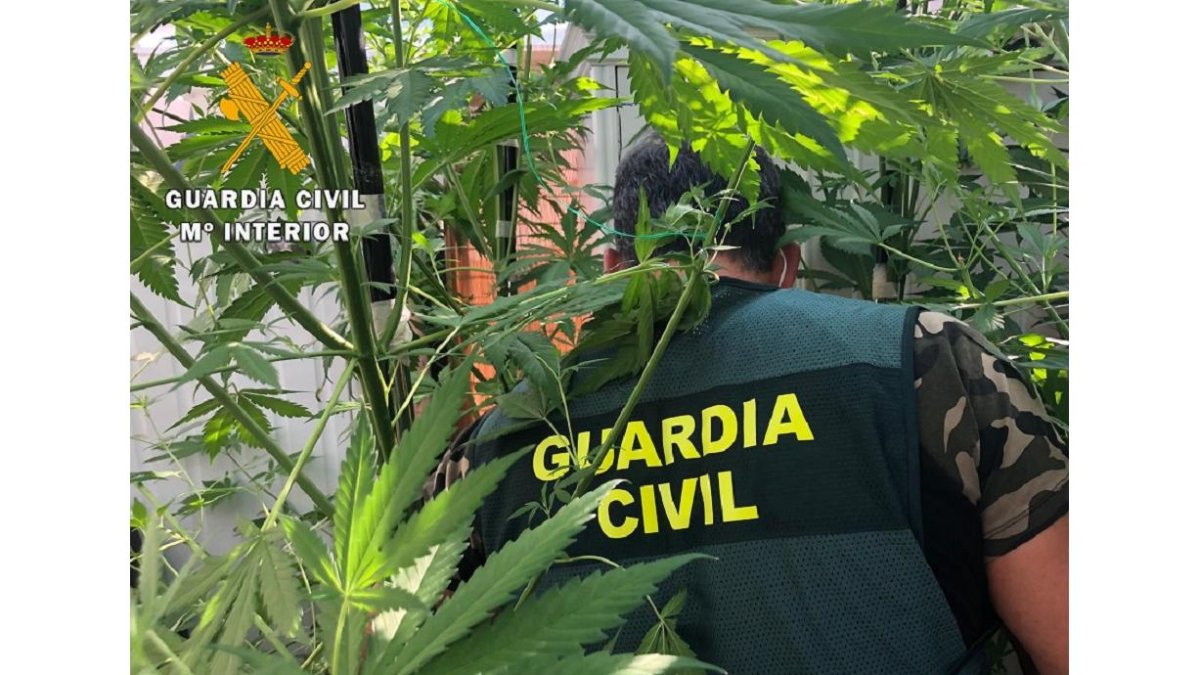 Plantación de marihuana. - GUARDIA CIVIL