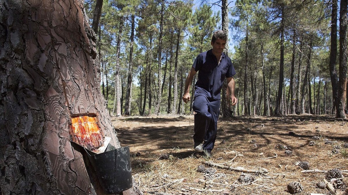 Un resinero revisa los recipientes instalados en un pinar de la provincia de Salamanca.- DAVID ARRANZ  ICAL