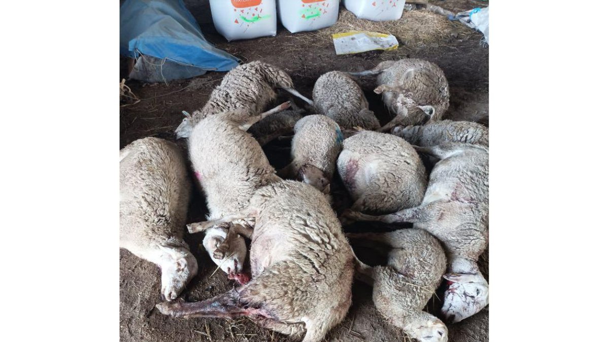 Trece ovejas muertas por un ataque de lobos en Zamora.- ICAL