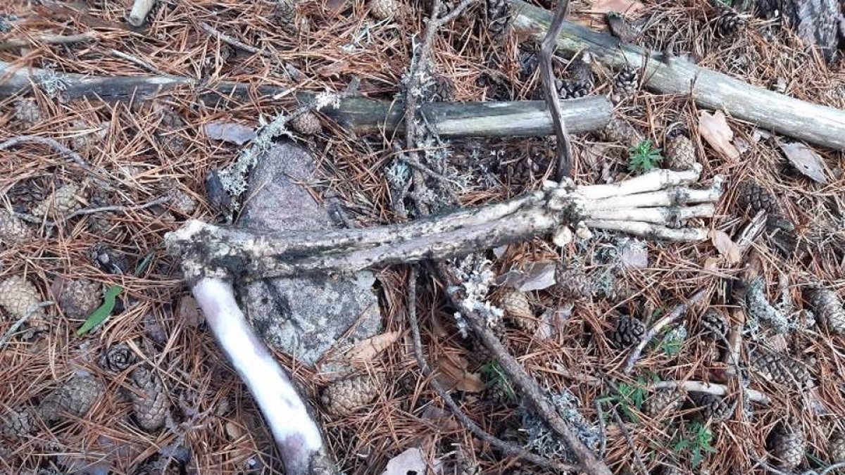 Restos óseos encontrados en la Laguna Negra. - SUBDELEGACIÓN DEL GOBIERNO
