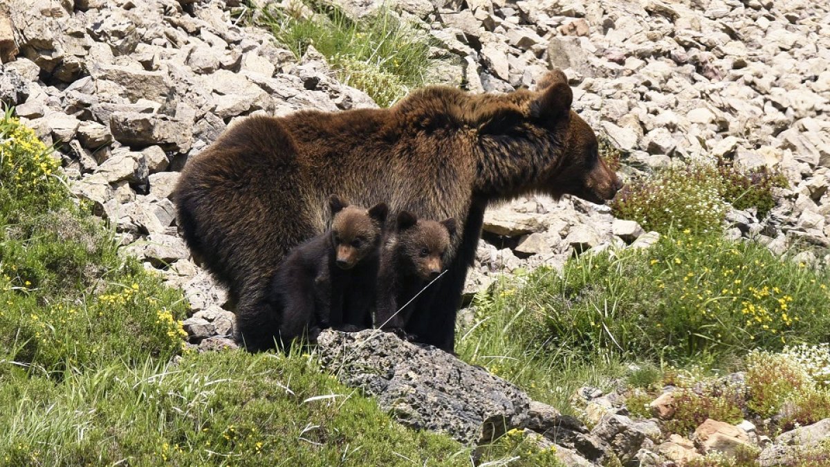 Osa cantábrica con dos crías. Foto FOP