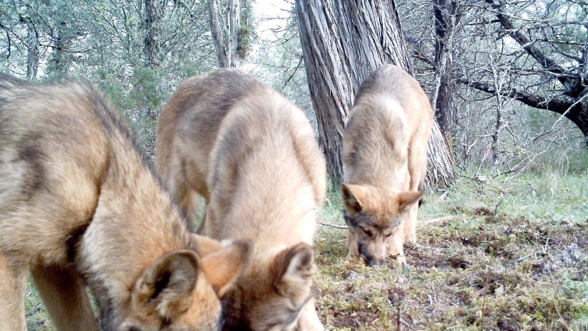 Tres lobos buscan comida en el suelo. E.M.