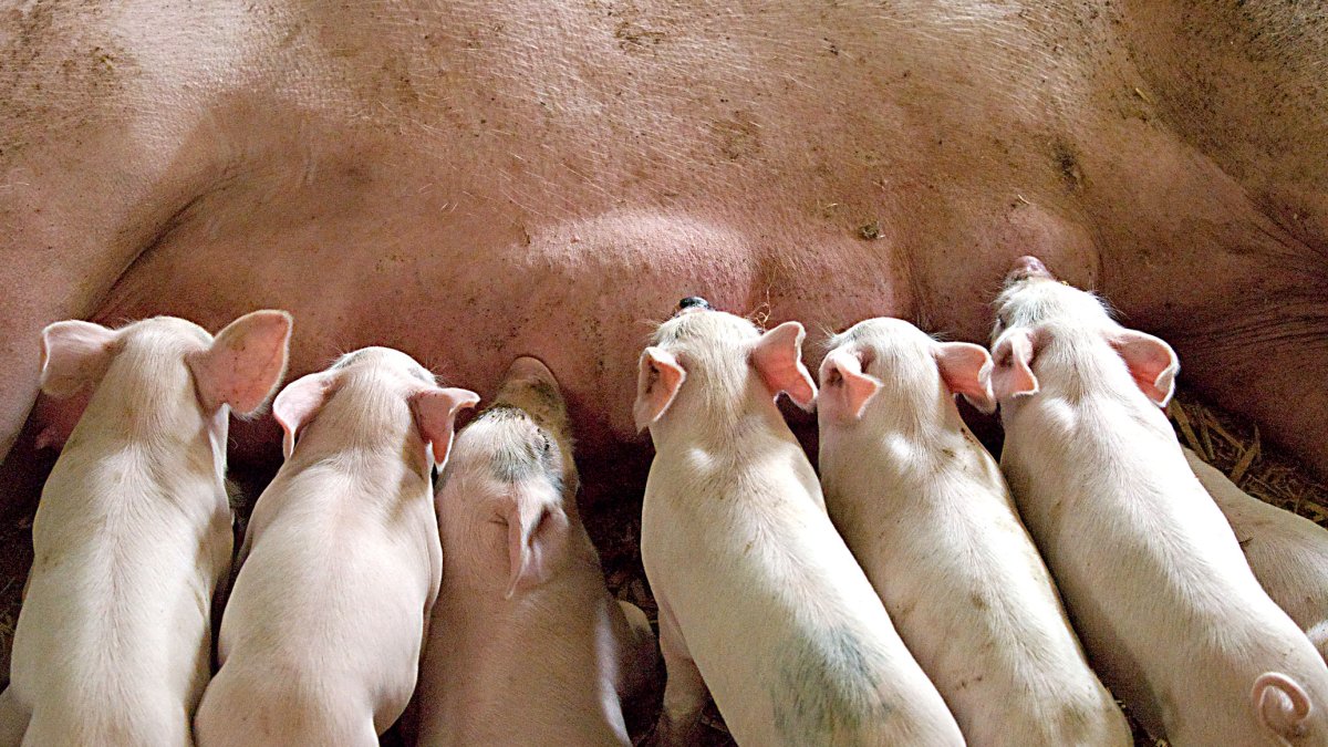 Imagen de archivo de unos cerdos. -PQS / CCO
