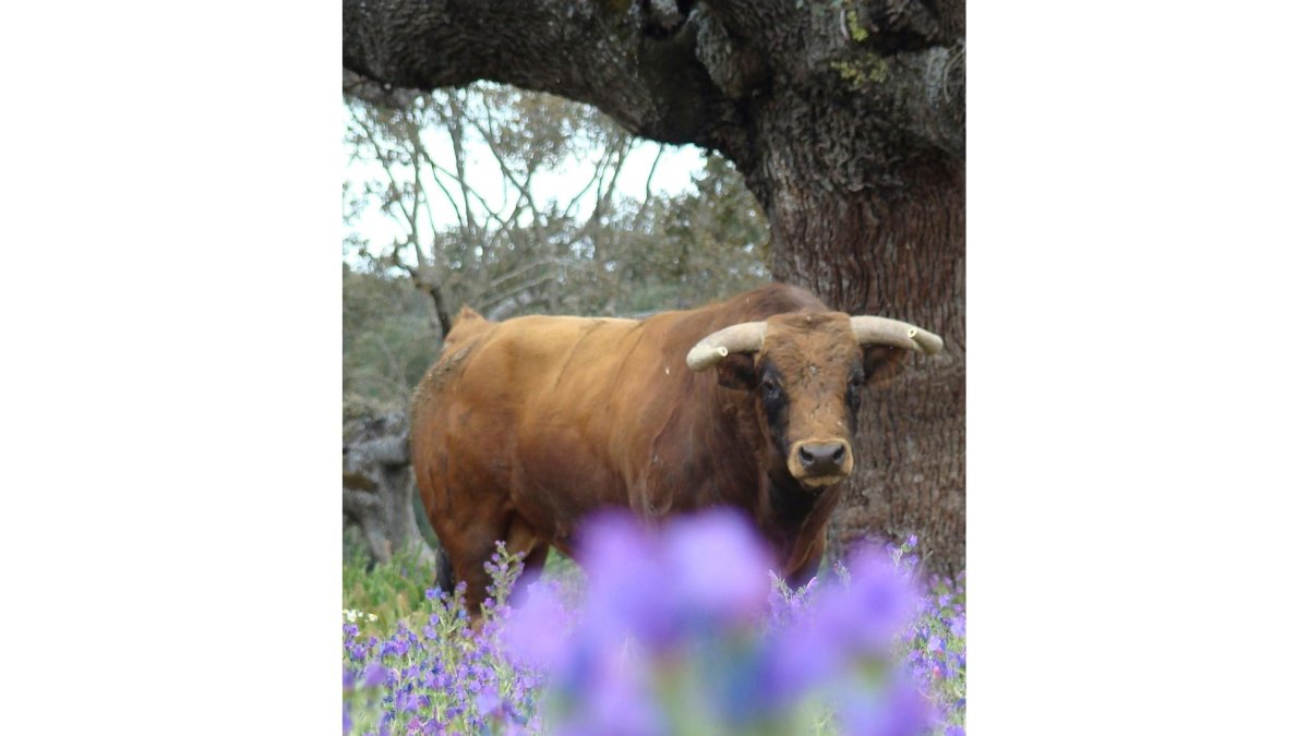 Un toro en una imagen de archivo. E.M.