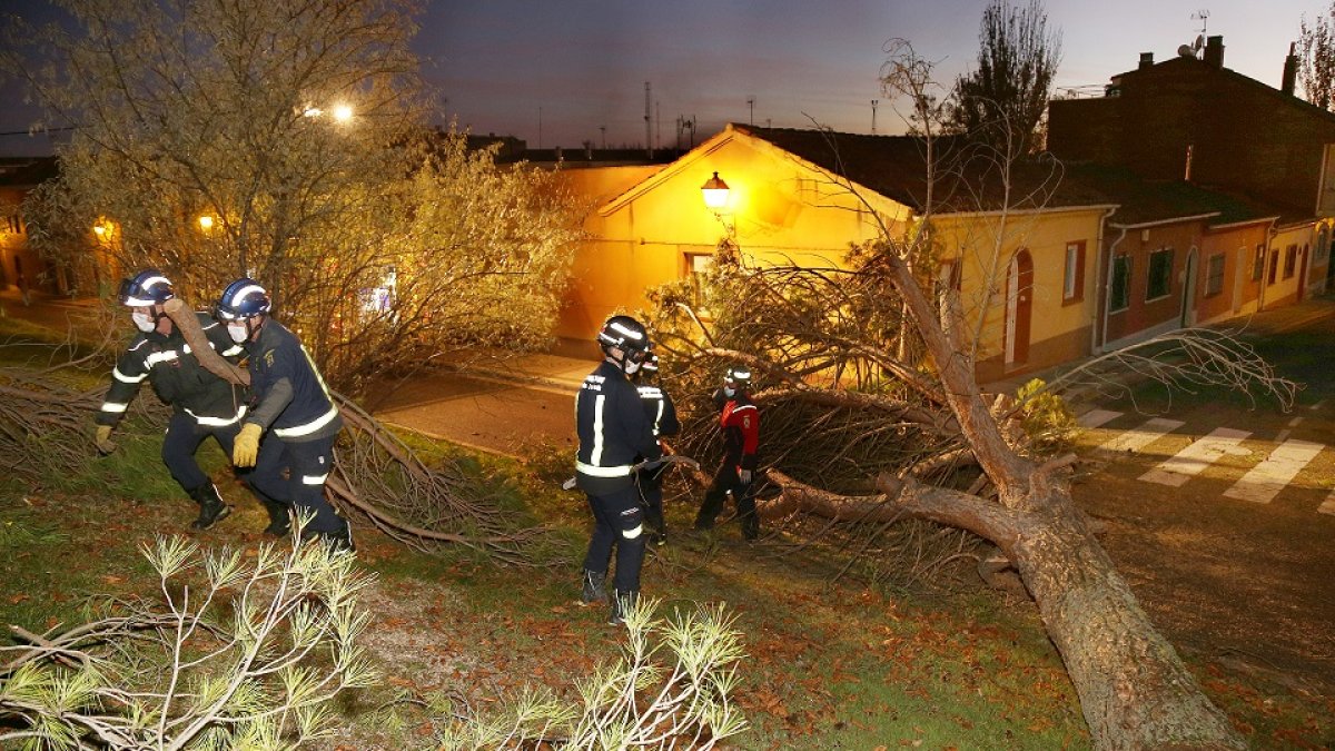 Los bomberos de Palencia retiran un pino de grandes dimensiones que se había derrumbado en la calle Astudillo esquina con la calle Luis de Góngora de la capital, no se han producido daños.- ICAL