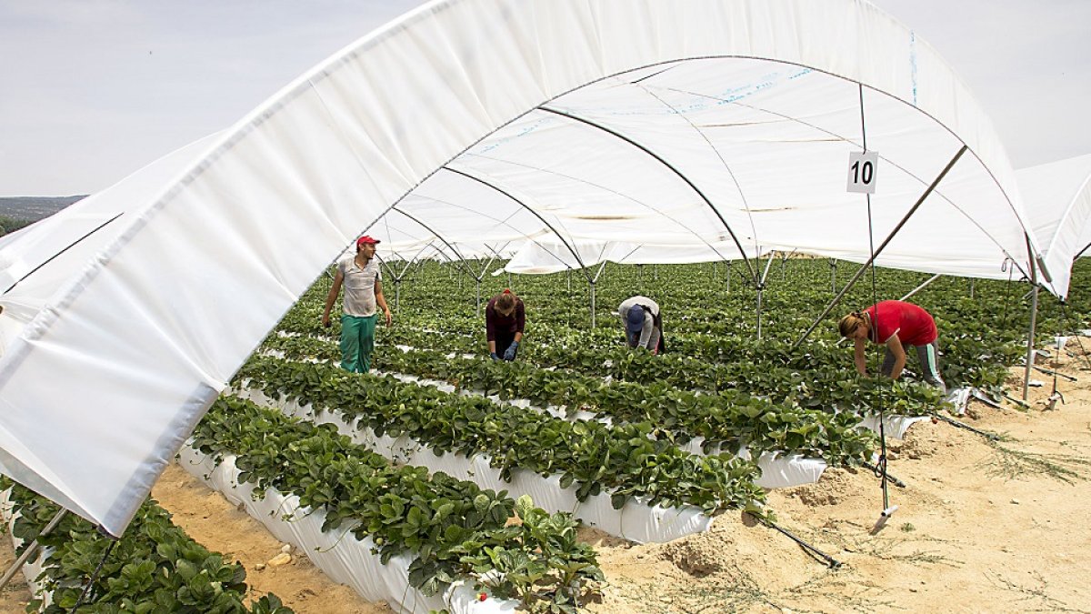 Recolección en un invernadero de producción de fresa en la localidad abulense de Solosancho. - Ricardo Muñoz / ICAL