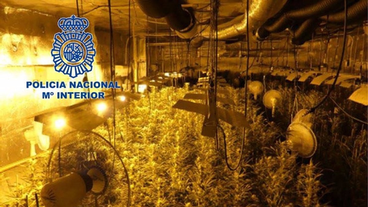 Uno de los cultivos de marihuana descubiertos en la operación policial. - POLICÍA NACIONAL