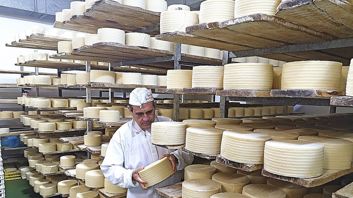 Javier Gamazo analiza el punto de maduración de sus quesos.  / LA POSADA