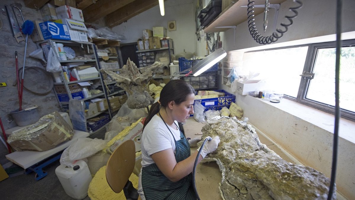 La restauradora del museo trabajando en un fósil de grandes dimensiones en el pequeño y abarrotado cuarto que hay disponible como taller.- I. L. M.