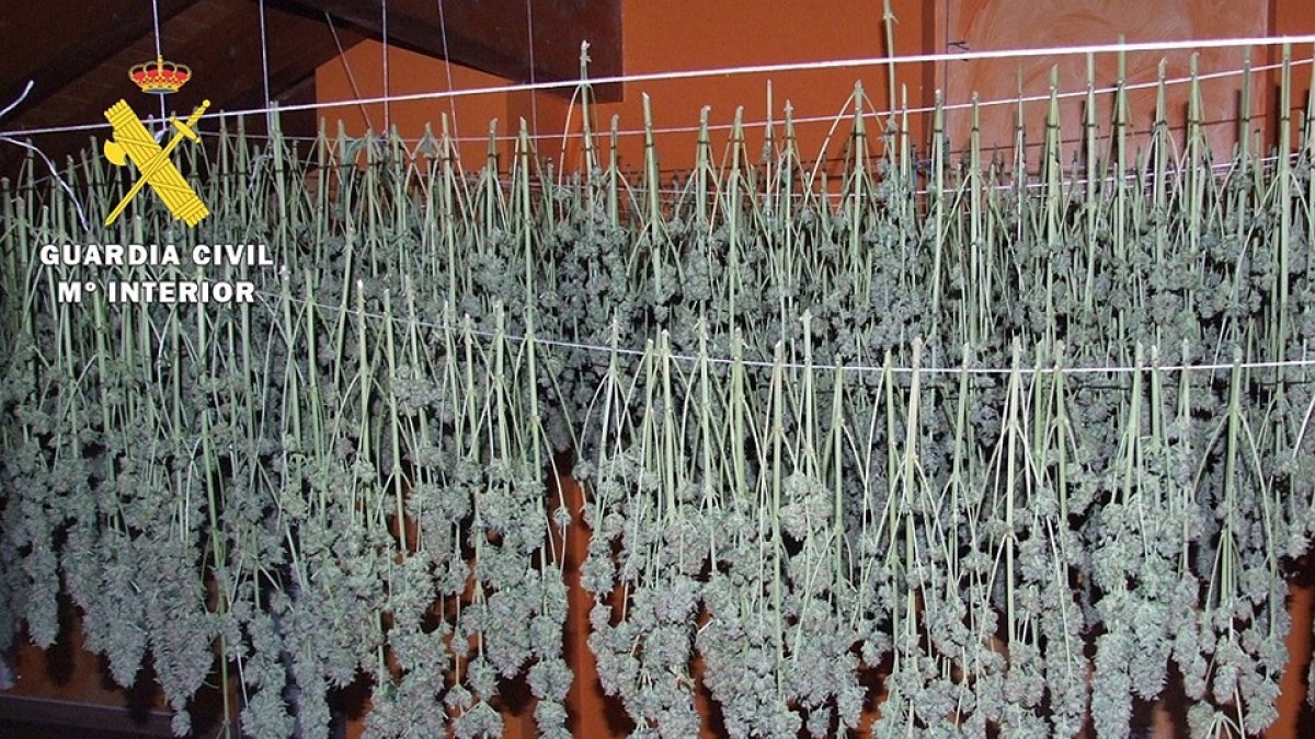 Imagen de las plantas de cannabis en fase de secado. / E.M.