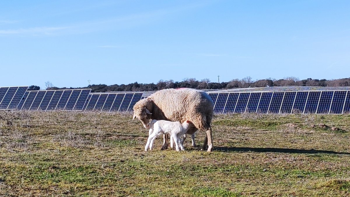 Un par de ovejas delante de una de las instalaciones fotovoltaicas de Solaria. -E.M.