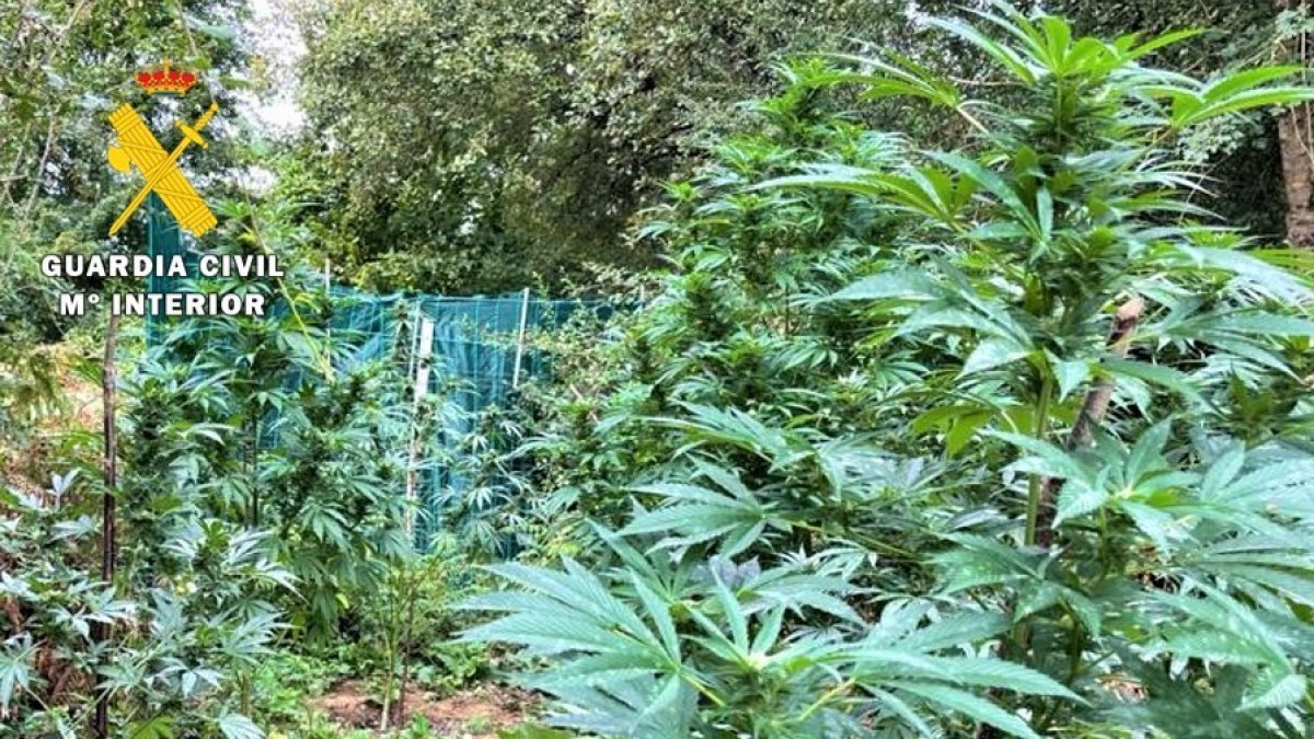 Descubren una plantación de marihuana en el Valle de Mena (Burgos).- ICAL
