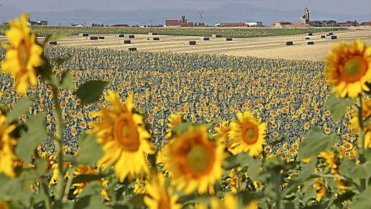 Campos de girasol en la zona del Campo Charro, en Salamanca.- ICAL