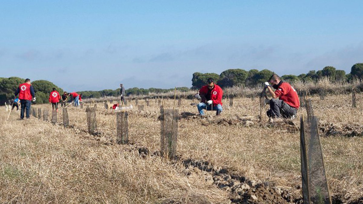 Cruz Roja en Castilla y León planta 26.056 árboles en Medina del Campo (Valladolid) para compensar 724 toneladas de dióxido de carbono.- ICAL