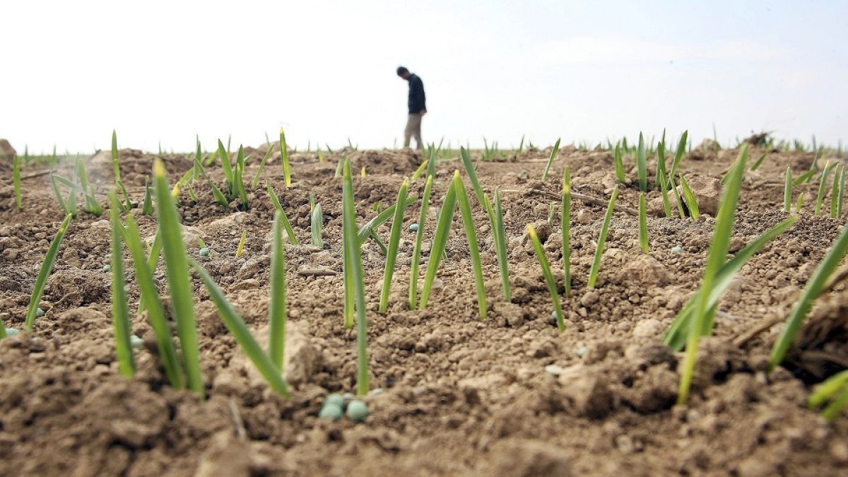 Un agricultor comprueba la germinación de las semillas de cereal que ha utilizado en su explotación y la cantidad de agua aportada por las lluvias.  RUBÉN CACHO / ICAL