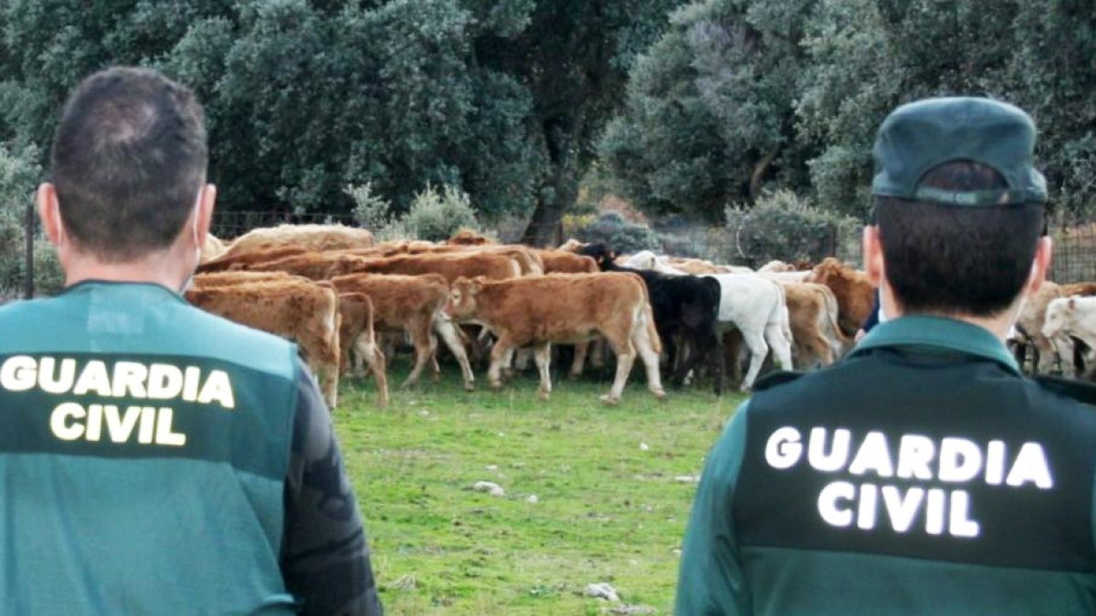 La Guardia Civil investiga una estafa de más de 100.000 euros en la compraventa de ganado vacuno. ICAL