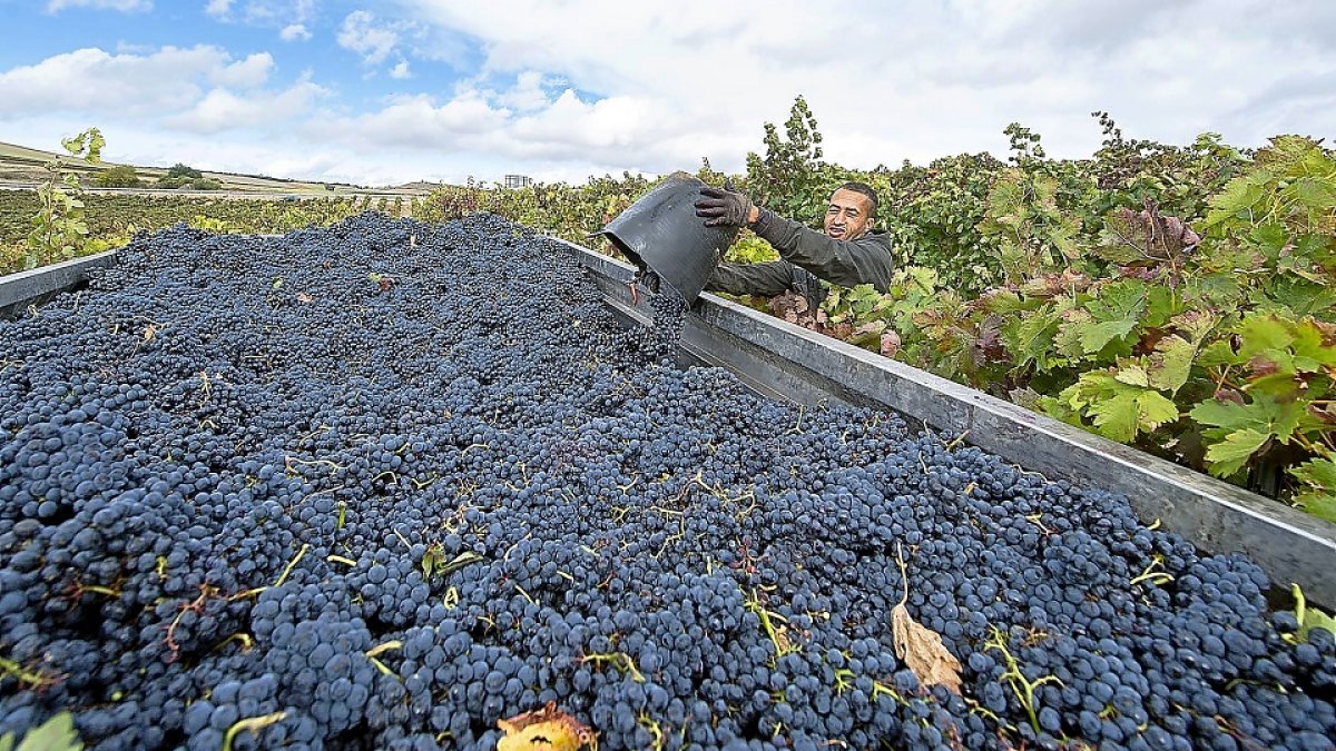 Un vendimiador vuelca la uva tinta cosechada a mano en una finca de la Ribera del Duero en la provincia de Burgos. / ICAL