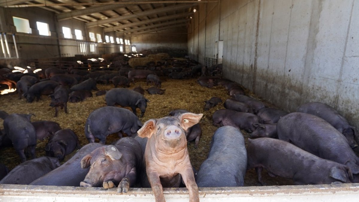 Explotación de ganado porcino en Cogeces del Monte - ICAL