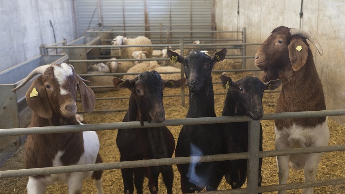 Cabras de aptitud láctea en el Centro para la Mejora Genética de Ovino y Caprino de Castilla y León (Ovigen). - ICAL